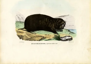 Gopher
